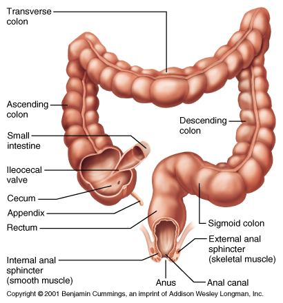 The Digestive System - The Apostles Agency